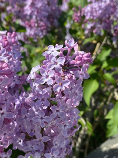 good smell