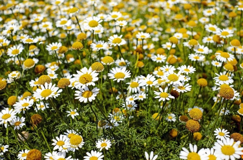 chamomile