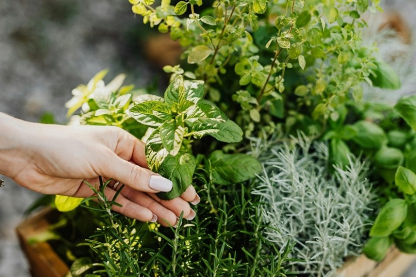 Easy-to-Grow Medicinal Plants That Bring Health and Beauty to Your Home