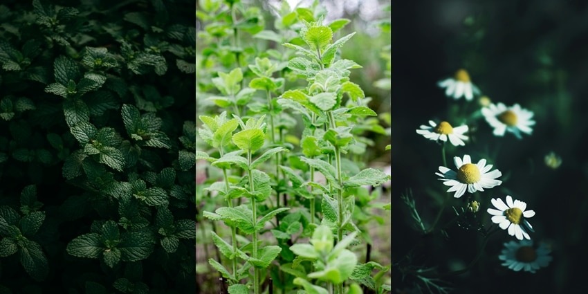 Grow These 11 Medicinal Herbs at Home for Everyday Wellness