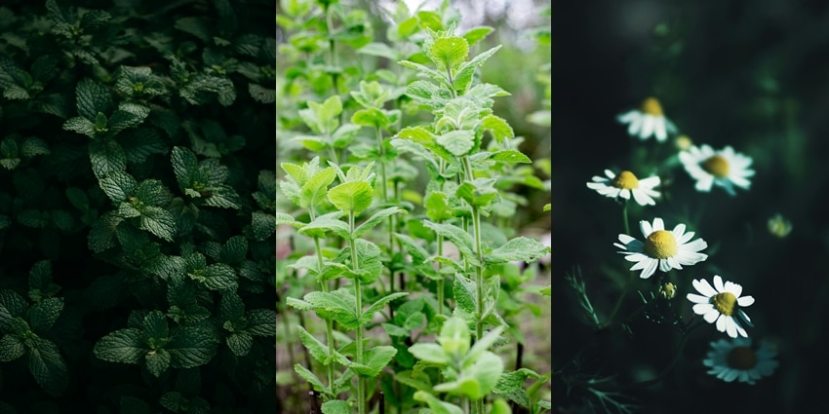 Grow These 11 Medicinal Herbs at Home for Everyday Wellness