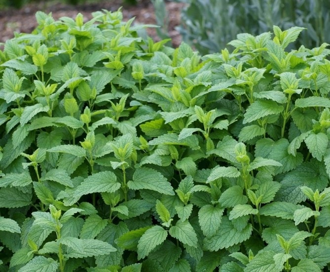 Lemon Balm