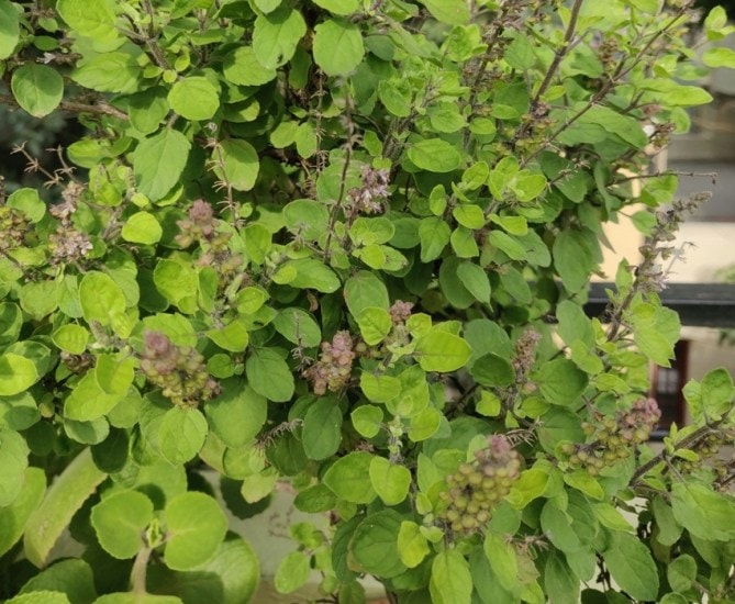 Natural Kidney Cleanse What to Eat for Better Renal Health