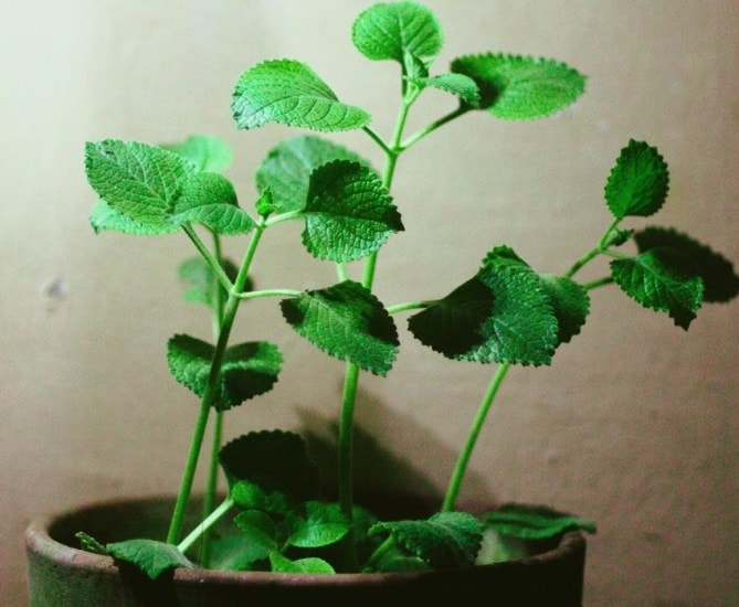 Oregano