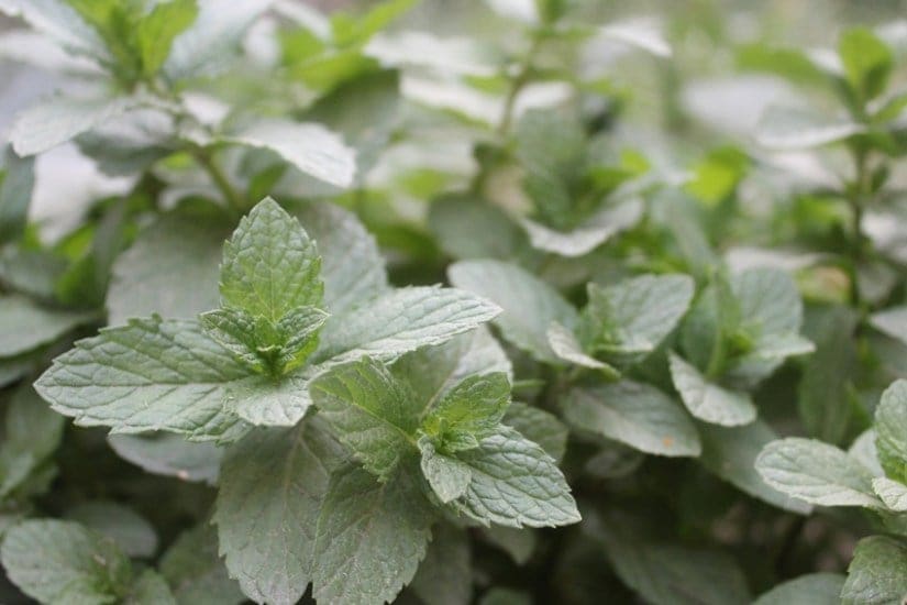 Peppermint