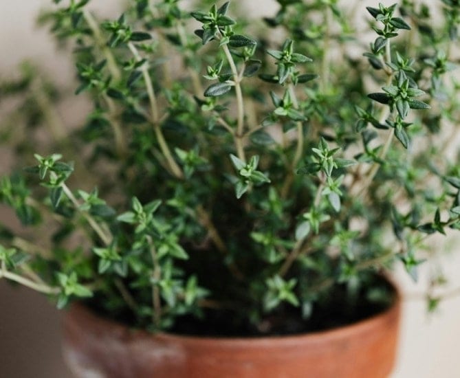 Thyme