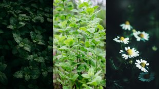 Top 11 Medicinal Plants for Your Balcony Garden