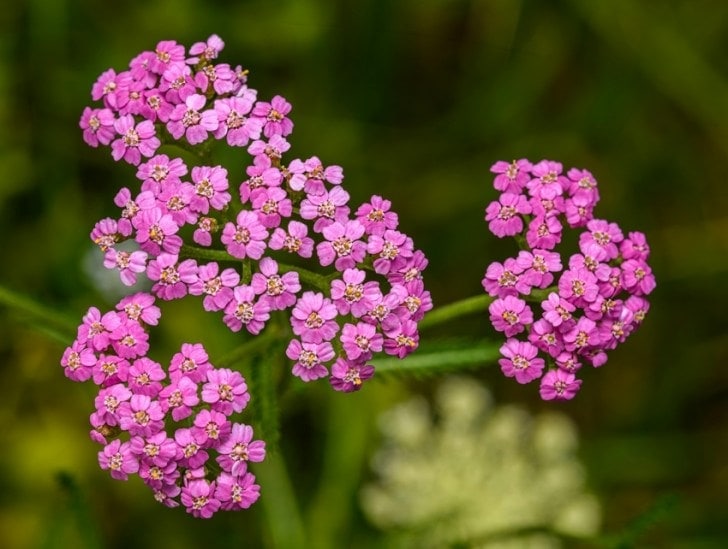 Yarrow