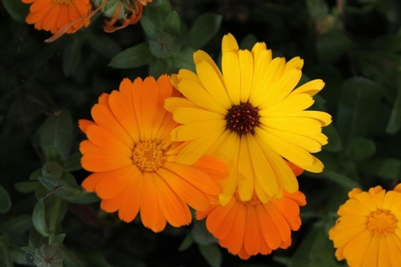 calendula