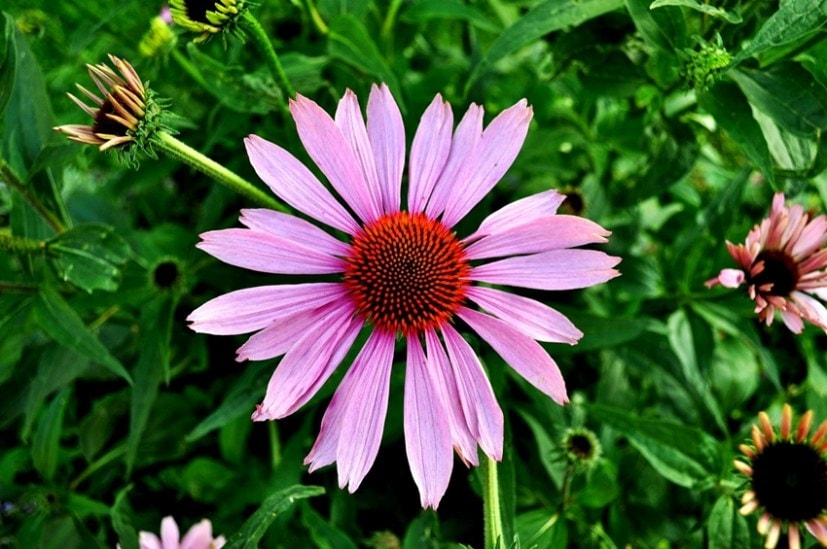 echinacea