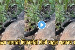 Black Cobra Viral Video