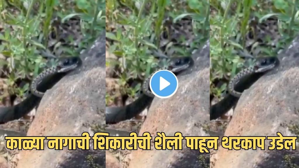 Black Cobra Viral Video