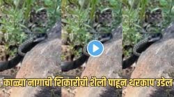 बापरे! क्षणार्धात काळ्या नागानं गिळला जिवंत साप; जंगलातील ‘हा’ Video पाहून बसेल धक्का
