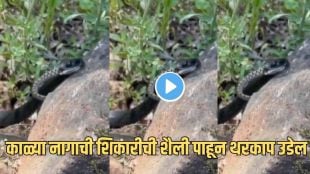 Black Cobra Viral Video