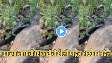 Black Cobra Viral Video