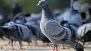 High Court orders Municipal Corporation to stay action against pigeon houses Mumbai news