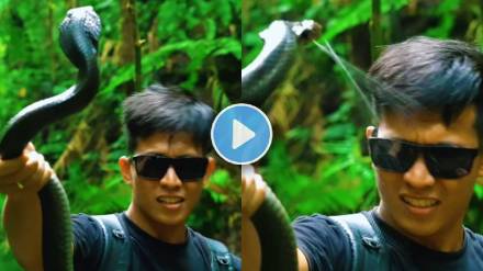 king cobra spitting poison video