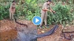 बापरे! ओढ्यात सरपटत होता भलामोठा किंग कोब्रा, बाहेर काढताना वन अधिकाऱ्याला फुटला घाम; धडकी भरवणारा VIDEO