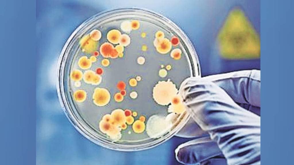 कुतूहल : सूक्ष्मजीवांची जैवविविधता