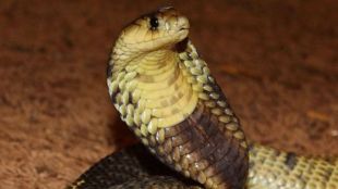 one-year-old child bites cobra snake to death snake dies in Bihar