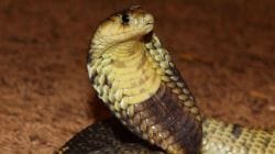 One-Year-Old Bites Cobra : एका वर्षाचं बाळ खेळणं समजून चक्क कोब्राला चावलं, सापाचा जागेवरच मृत्यू; व्यक्त होतंय आश्चर्य