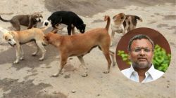 Stray Dog : भारत जागतिक शक्ती बनण्यात अडथळा काय? मोकाट कुत्र्यांच्या समस्येवरून काँग्रेस खासदाराचे महत्त्वाचे विधान; म्हणाले, “आपण जगात सन्मान…”