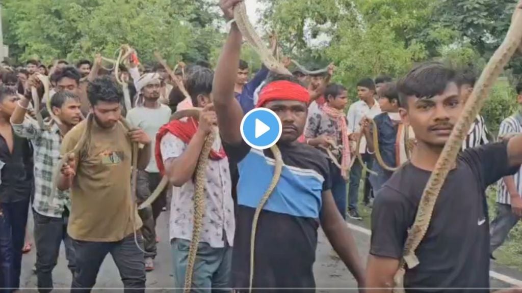 Hundreds of devotees carry snakes Video Goes Viral