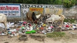 French Woman on Garbage : ‘पिग हाऊसमध्ये जनावरांसारखं…’, फ्रेंच महिलेची भारतीय शहराबद्दलची पोस्ट चर्चेत