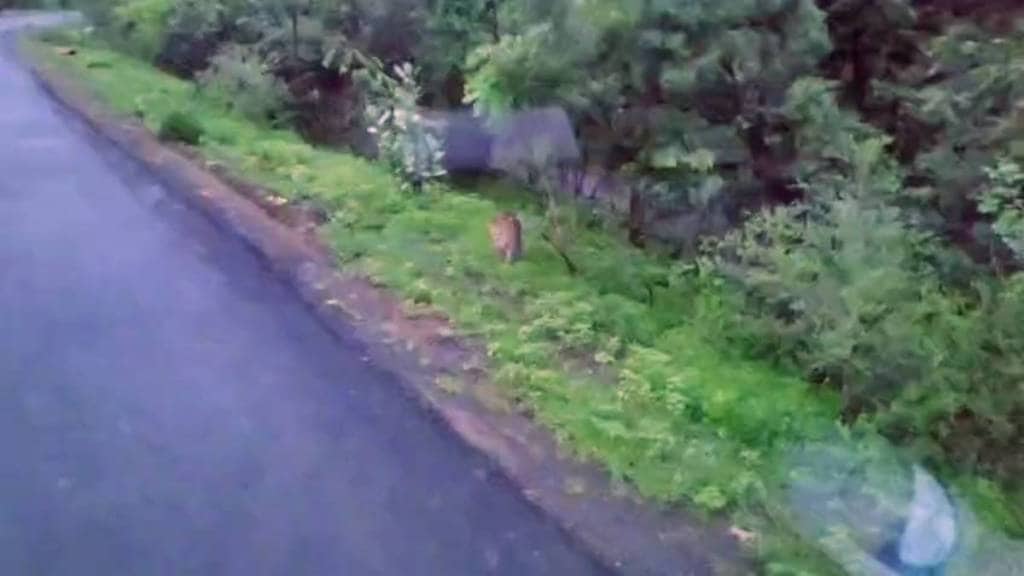 Leopards are also being seen continuously in Nagpur city