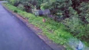 Leopards are also being seen continuously in Nagpur city