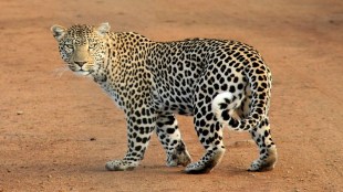Leopard housing complex Dindoshi, Leopard Dindoshi,