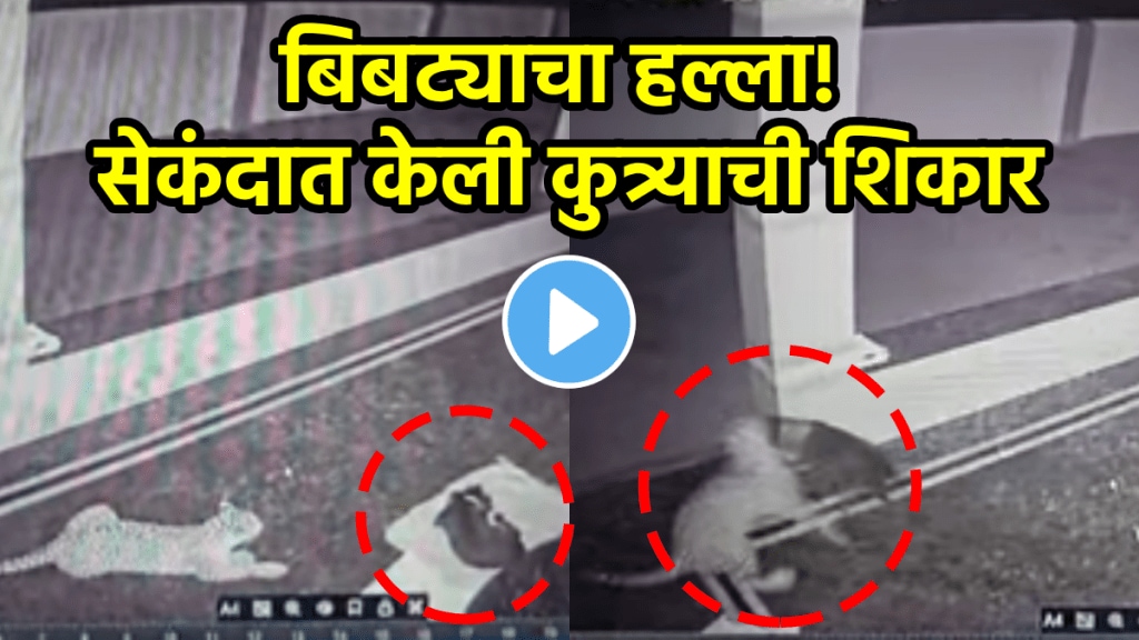 Leopard Attack Video leopard attacks pet dog in Karnataka shocking video viral on social media