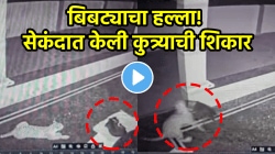 बापरे! बिबट्याने मध्यरात्री घराच्या दारातच केली कुत्र्याची शिकार, मानेचा लचका तोडला अन्…, थरारक VIDEO व्हायरल