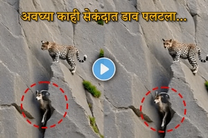 Leopard Attack Goat Video animal attack video leopard on mountain goat viral video
