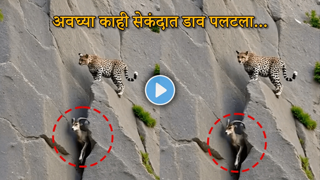 Leopard Attack Goat Video animal attack video leopard on mountain goat viral video