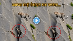 संयम ठेवला की मार्ग आपोआप सापडतो! बिबट्या जंगली शेळीची शिकार करायला गेला अन् डाव पलटला, VIDEO पाहून व्हाल थक्क