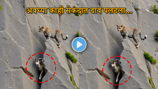 Leopard Attack Goat Video animal attack video leopard on mountain goat viral video