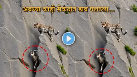 Leopard Attack Goat Video animal attack video leopard on mountain goat viral video