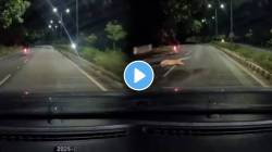 बापरे! रात्रीच्या वेळी बिबट्या थेट समोरच आला; ‘त्याने’ उडी मारली अन्…, VIDEO पाहून फुटेल घाम