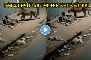 leopard attack video shocking video of leopard sniffs man on roadside and did nothing how to save from leopard attack viral video