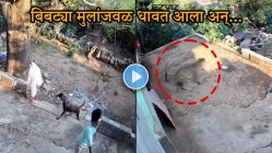 बापरे! घराबाहेर मुलं खेळत होती, तेवढ्यात बिबट्या धावत आला अन्…, १५ सेकंदाचा थरारक VIDEO व्हायरल