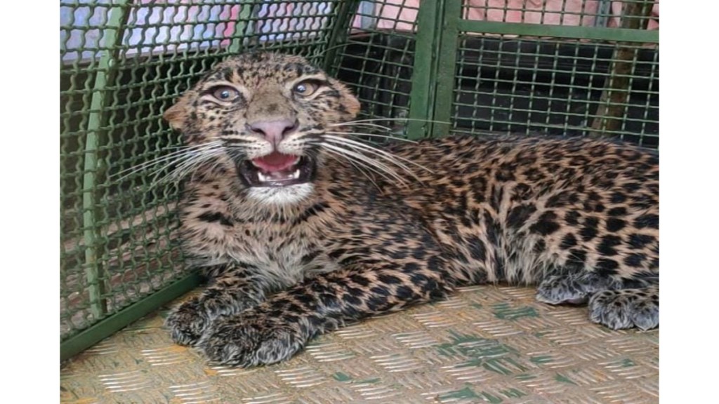 leopard trapped in sangameshwar released in wild
