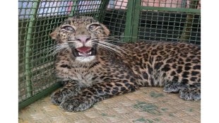 leopard trapped in sangameshwar released in wild