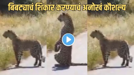 Leopard Hunting on Two Legs