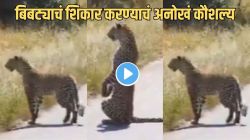 Video: चोरी, ताकद अन् धोकादायक रणनीतीकार! खतरनाक बिबट्या शिकार कसा शोधतो कधी पाहिलंय का? बिबट्याचा स्टंट पाहून थक्क व्हाल