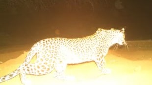 Leopard movement in Satara city