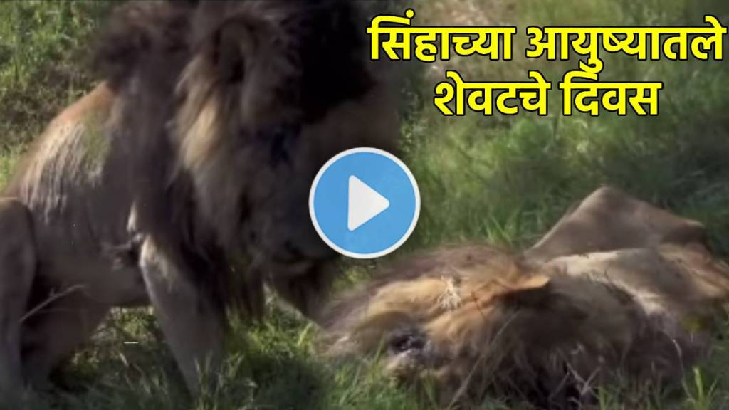 lion die video viral