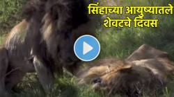 थकलेलं शरीर, खोलवर जखमा अन्…, जंगलाच्या राजालाही चुकल्या नाहीत मरणयातना; काळीज पिळवटून टाकणारा VIDEO