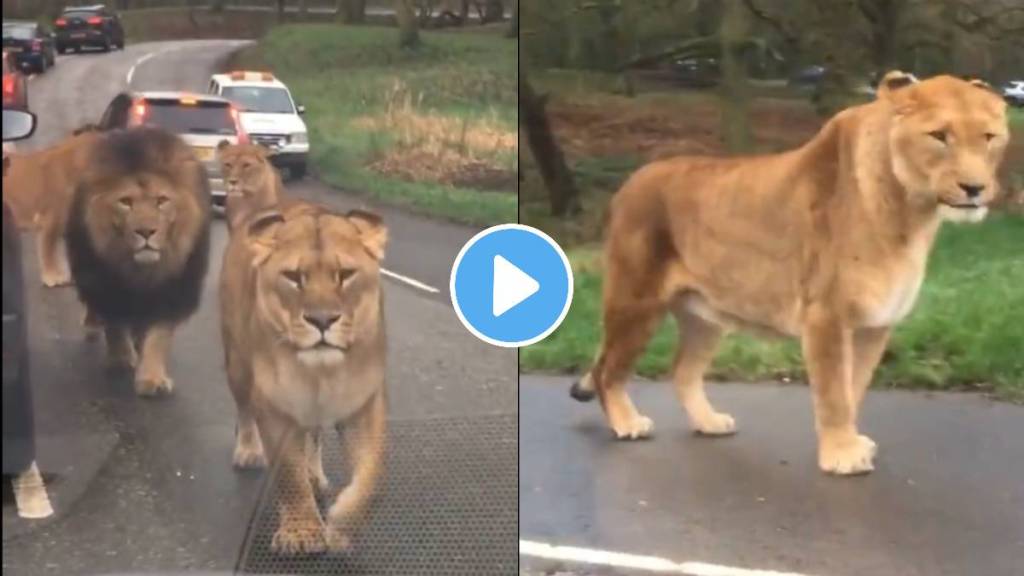 lion roaming on road video viral