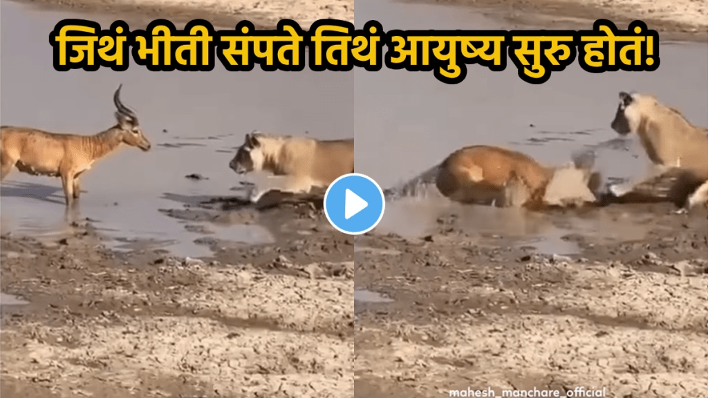 lion vs antelope fight animal hunting Animal viral video on social media wildlife